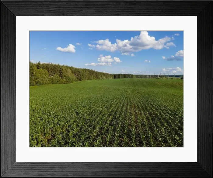 Framed Print : View from a flying drone, a field with green grass on a summer day. Textured background for design Framed Print : View from a flying drone, a field with green grass on a summer day. Textured background for design
