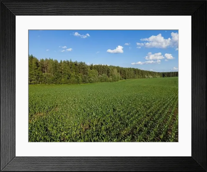 Framed Print : View from a flying drone, a field with green grass on a summer day. Textured background for design Framed Print : View from a flying drone, a field with green grass on a summer day. Textured background for design