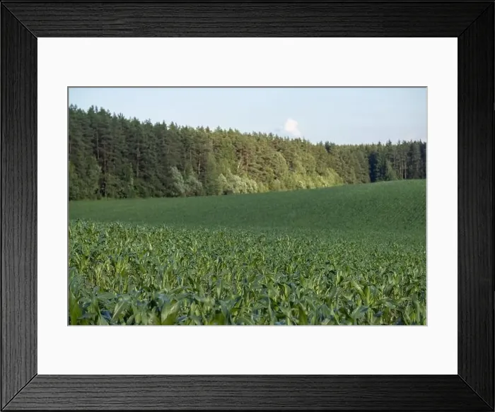 Framed Print : View from a flying drone, a field with green grass on a summer day. Textured background for design Framed Print : View from a flying drone, a field with green grass on a summer day. Textured background for design