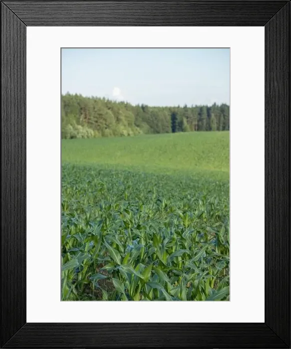 Framed Print : Landscape view from drone, yellow and green fields and haystacks Framed Print : Landscape view from drone, yellow and green fields and haystacks