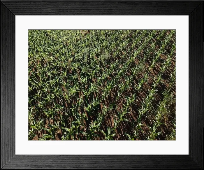 Framed Print : Landscape view from drone, yellow and green fields and haystacks Framed Print : Landscape view from drone, yellow and green fields and haystacks