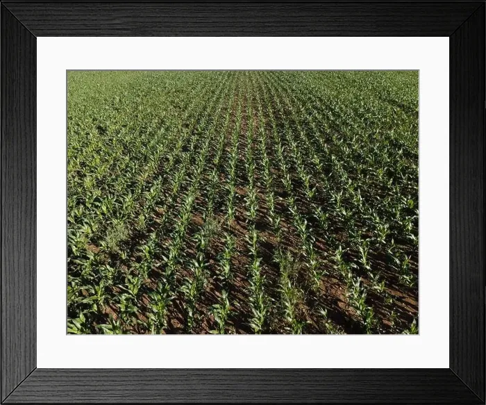 Framed Print : Landscape view from drone, yellow and green fields and haystacks Framed Print : Landscape view from drone, yellow and green fields and haystacks