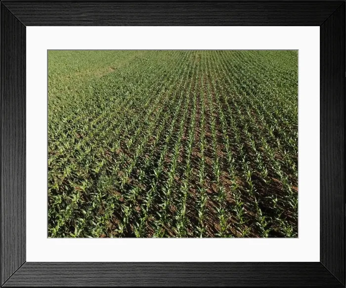 Framed Print : Landscape view from drone, yellow and green fields and haystacks Framed Print : Landscape view from drone, yellow and green fields and haystacks