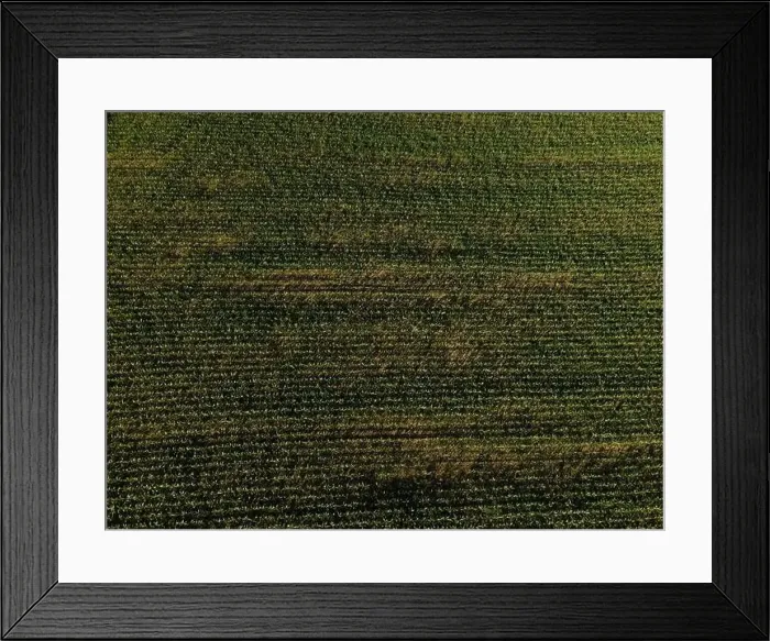 Framed Print : Landscape view from drone, yellow and green fields and haystacks Framed Print : Landscape view from drone, yellow and green fields and haystacks