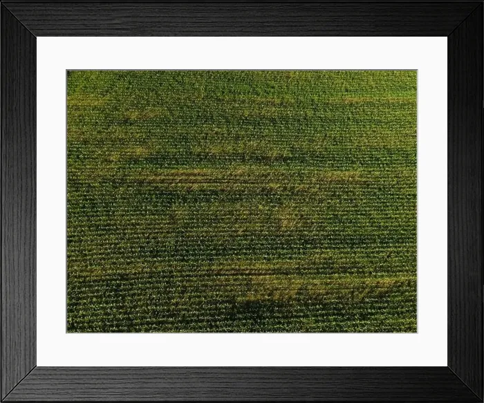 Framed Print : Landscape view from drone, yellow and green fields and haystacks Framed Print : Landscape view from drone, yellow and green fields and haystacks
