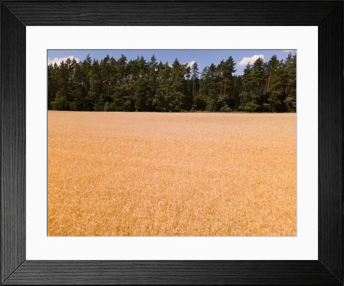Framed Print : View from a flying drone, a field with green grass on a summer day. Textured background for design Framed Print : View from a flying drone, a field with green grass on a summer day. Textured background for design