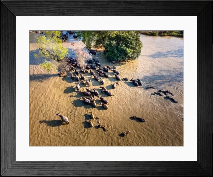 Framed Print : A herd of buffalos and cows of a farmer in Binh Thuan province, Vietnam, seen from above Framed Print : A herd of buffalos and cows of a farmer in Binh Thuan province, Vietnam, seen from above