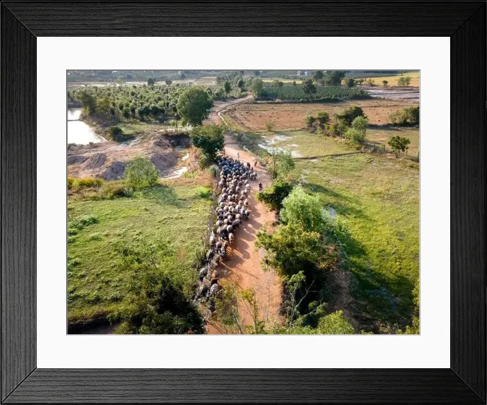 Framed Print : A herd of buffalos and cows of a farmer in Binh Thuan province, Vietnam, seen from above Framed Print : A herd of buffalos and cows of a farmer in Binh Thuan province, Vietnam, seen from above