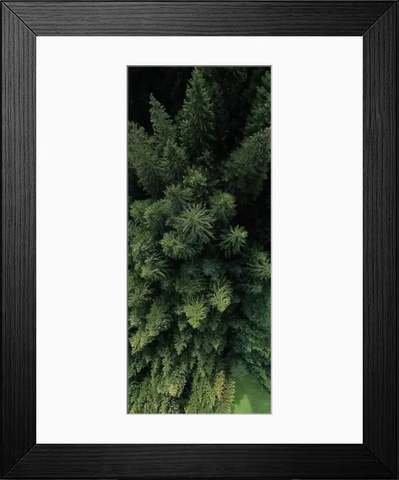 Framed Print : Aerial view of a green forest of pine trees and firs trees during a summer morning, northern Italy Framed Print : Aerial view of a green forest of pine trees and firs trees during a summer morning, northern Italy