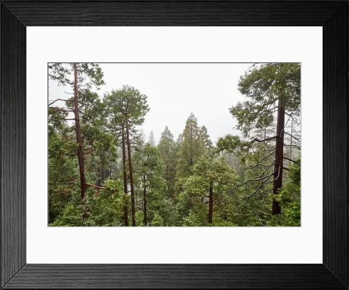 Framed Print : Forest trees scene from treetops Framed Print : Forest trees scene from treetops