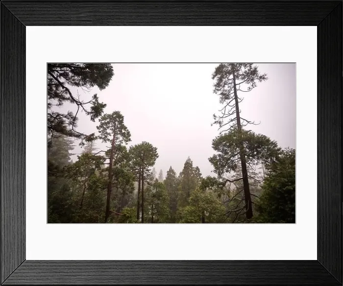 Framed Print : Forest trees scene from treetops Framed Print : Forest trees scene from treetops