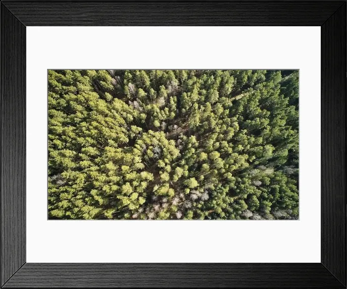 Framed Print : Pattern of green forest trees above top drone view Framed Print : Pattern of green forest trees above top drone view