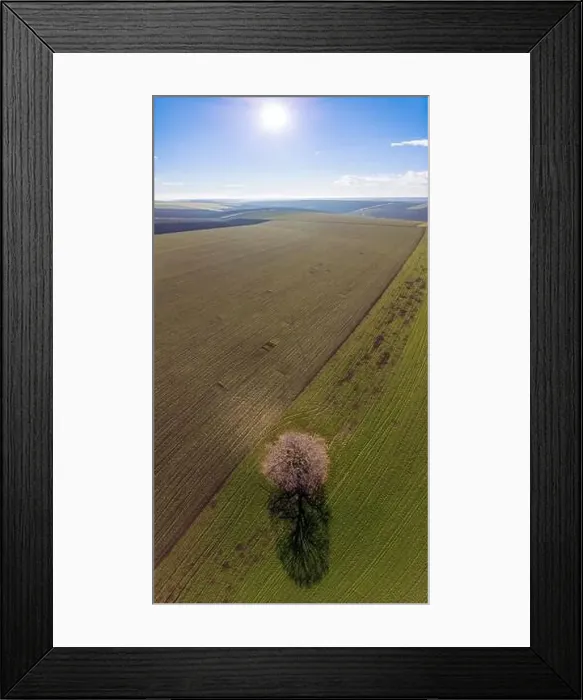 Framed Print : Aerial photography of a lonely tree in a green field on a sunny summer day with a bright blue sky in the background Framed Print : Aerial photography of a lonely tree in a green field on a sunny summer day with a bright blue sky in the background