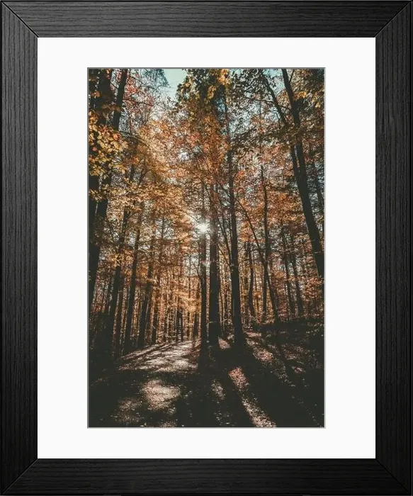 Framed Print : Middle of fall color forest, sunny, autumn day - wide shot