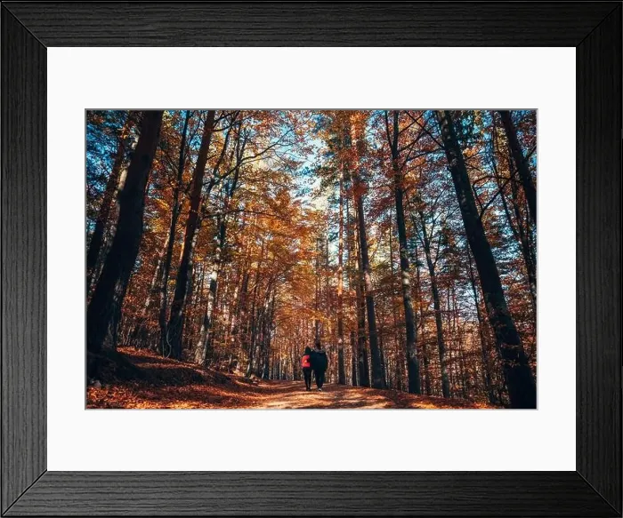 Framed Print : Middle of fall color forest, sunny, autumn day - wide shot Framed Print : Middle of fall color forest, sunny, autumn day - wide shot