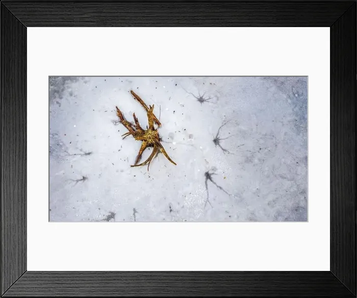 Framed Print : Top down view at a single tree trunk in a frozen lake, captured from above by a drone Framed Print : Top down view at a single tree trunk in a frozen lake, captured from above by a drone
