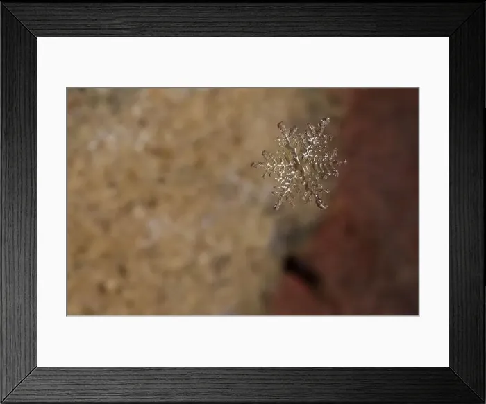 Framed Print : snowflake in macro floating down Framed Print : snowflake in macro floating down
