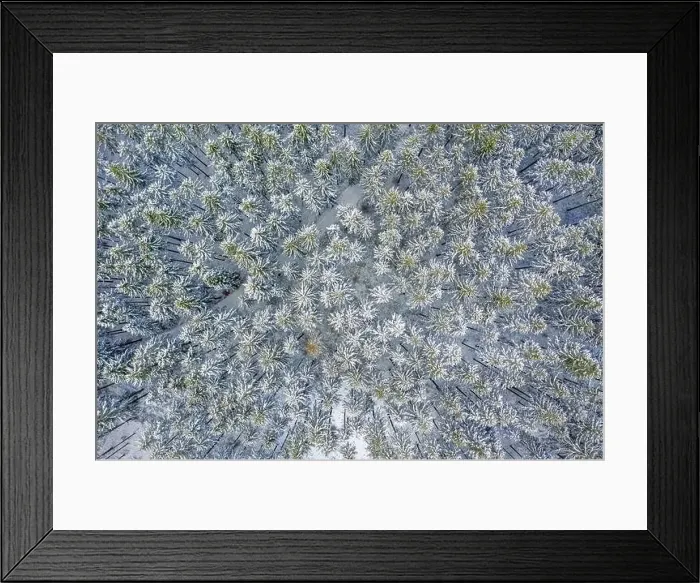 Framed Print : Aerial Drone View of Snow Covered Evergreen Christmas Tree Forest after Snow Blizzard - white beautiful treetops Framed Print : Aerial Drone View of Snow Covered Evergreen Christmas Tree Forest after Snow Blizzard - white beautiful treetops
