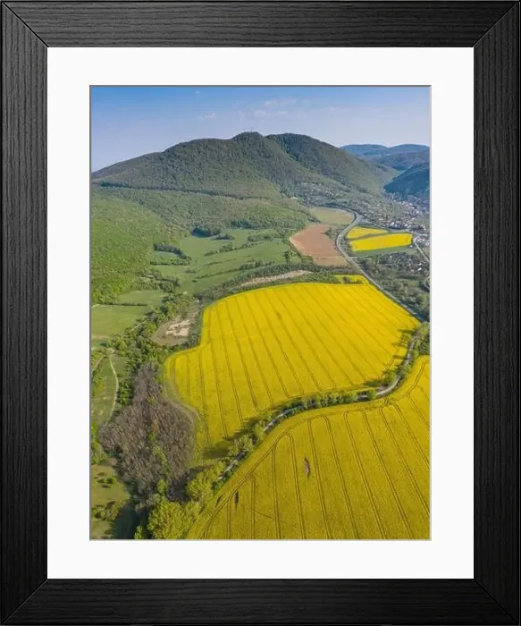 Framed Print : yellow canola field with Mecsek Hills Framed Print : yellow canola field with Mecsek Hills