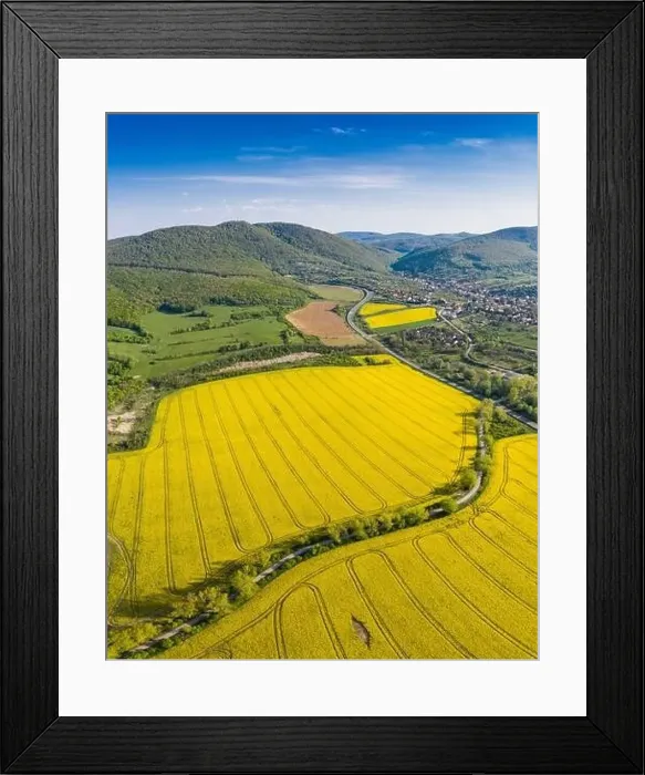Framed Print : yellow canola field with Mecsek Hills Framed Print : yellow canola field with Mecsek Hills
