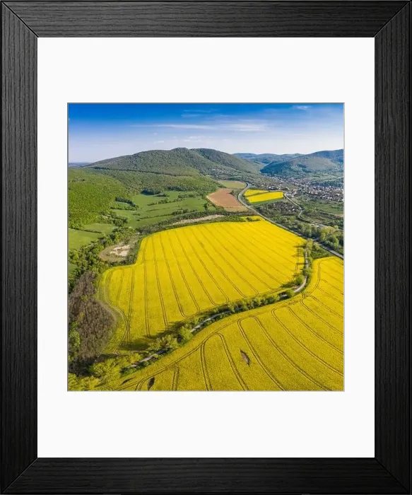 Framed Print : yellow canola field with Mecsek Hills Framed Print : yellow canola field with Mecsek Hills