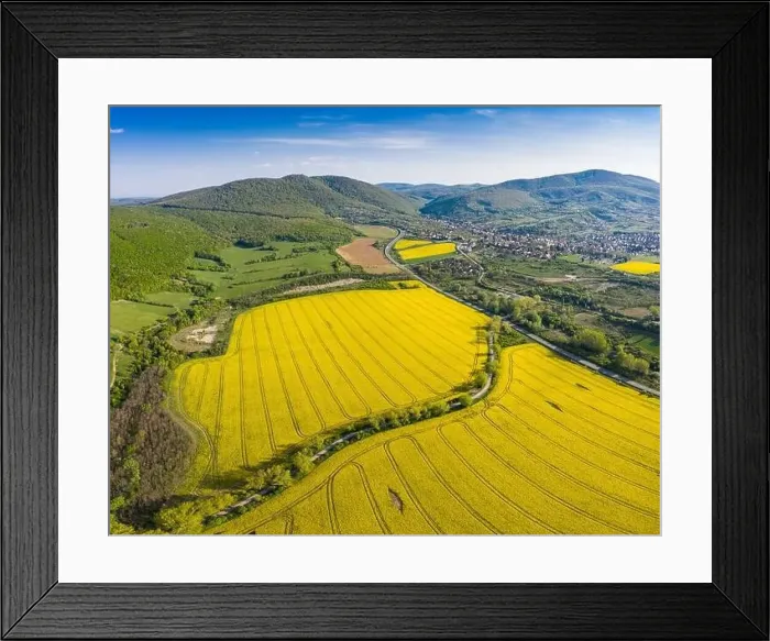 Framed Print : yellow canola field with Mecsek Hills Framed Print : yellow canola field with Mecsek Hills