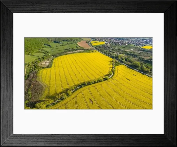 Framed Print : yellow canola field with Mecsek Hills Framed Print : yellow canola field with Mecsek Hills
