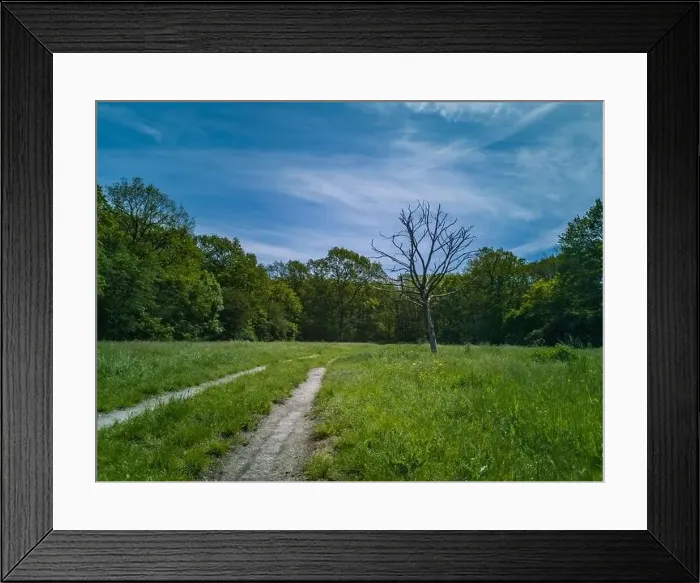 Framed Print : Green clearing with dry tree near path high trees and blue cloudy sky
