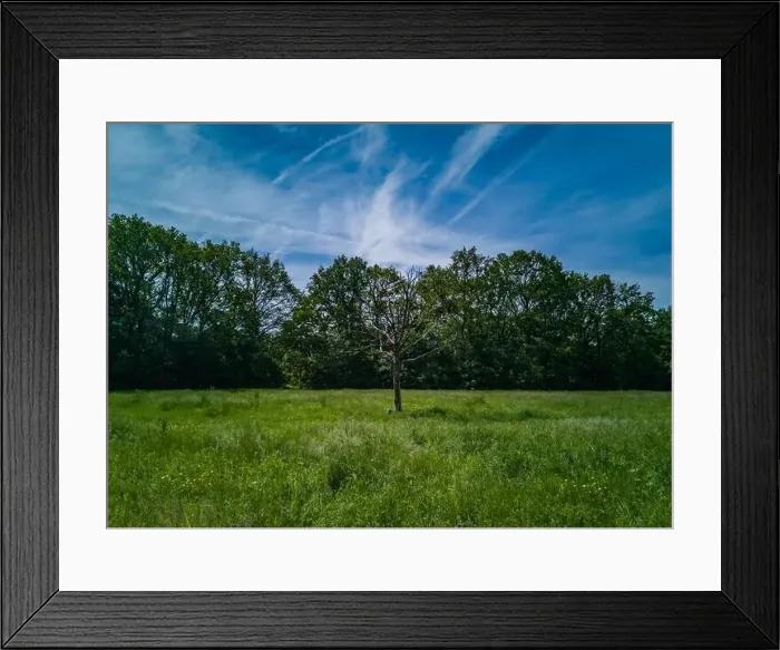 Framed Print : Green clearing with dry tree near path high trees and blue cloudy sky Framed Print : Green clearing with dry tree near path high trees and blue cloudy sky