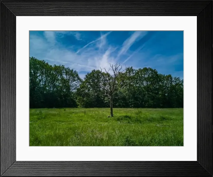 Framed Print : Green clearing with dry tree near path high trees and blue cloudy sky Framed Print : Green clearing with dry tree near path high trees and blue cloudy sky
