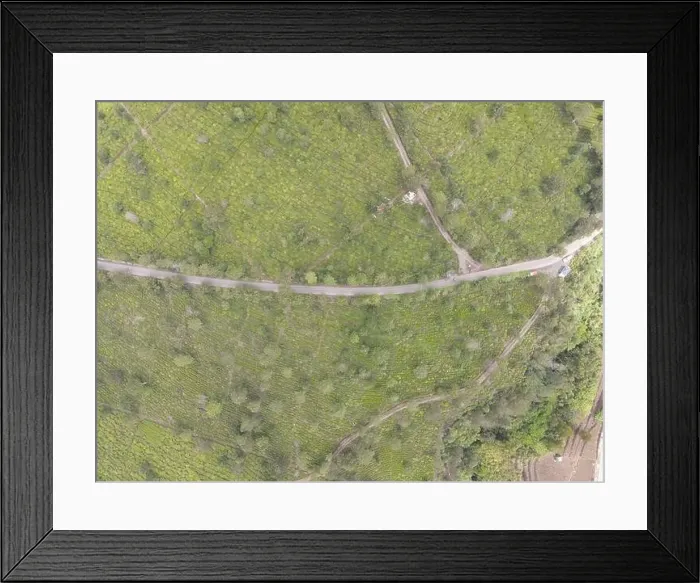 Framed Print : Aerial view of tea plantation. Top view fresh green tea terrace farm Framed Print : Aerial view of tea plantation. Top view fresh green tea terrace farm