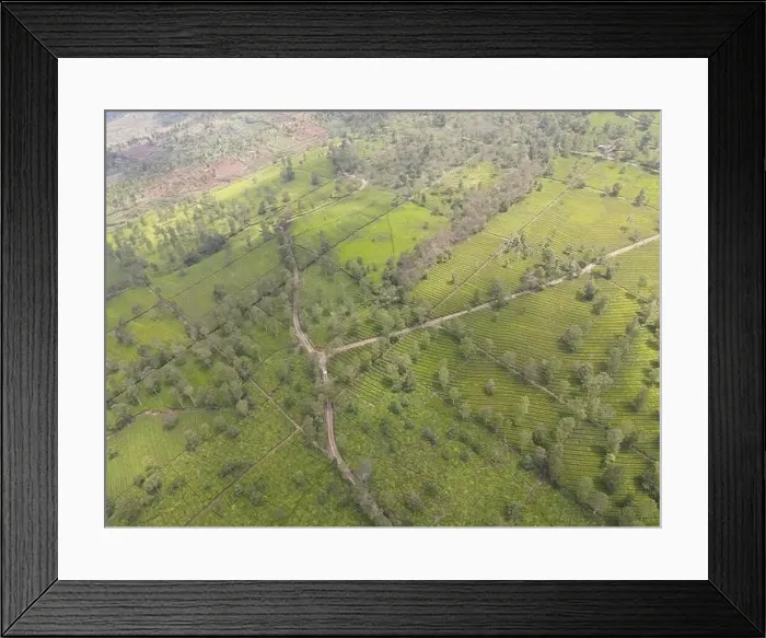 Framed Print : Aerial view of tea plantation. Top view fresh green tea terrace farm Framed Print : Aerial view of tea plantation. Top view fresh green tea terrace farm