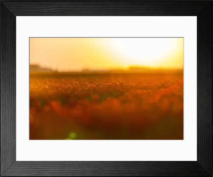 Framed Print : Fields of blooming red tulips at sunrise. Beautiful outdoor scenery in Netherlands, Europe Framed Print : Fields of blooming red tulips at sunrise. Beautiful outdoor scenery in Netherlands, Europe