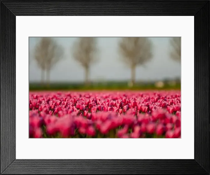 Framed Print : View over colorful tulips fields in the morning, Netherlands Framed Print : View over colorful tulips fields in the morning, Netherlands