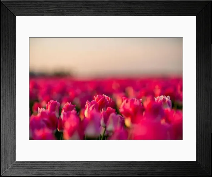 Framed Print : View over colorful tulips fields in the morning, Netherlands Framed Print : View over colorful tulips fields in the morning, Netherlands