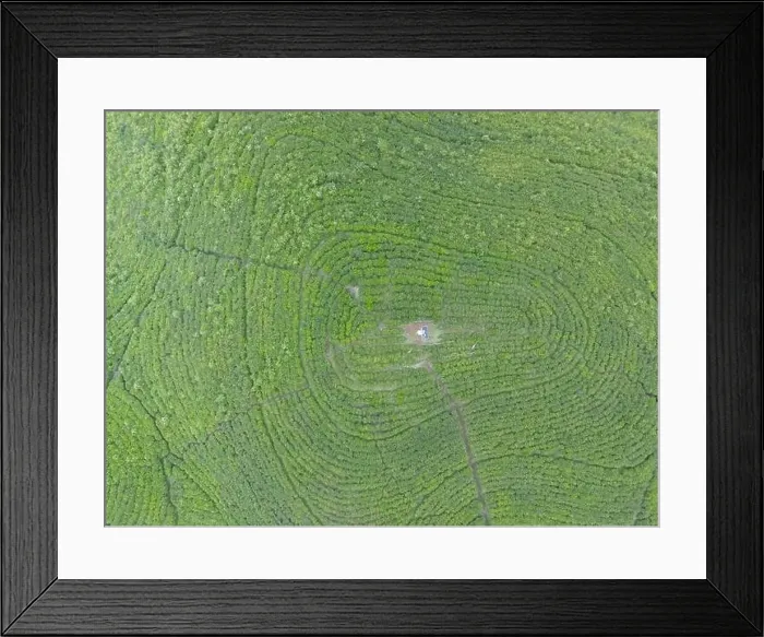 Framed Print : Aerial view of tea plantation. Top view fresh green tea terrace farm Framed Print : Aerial view of tea plantation. Top view fresh green tea terrace farm