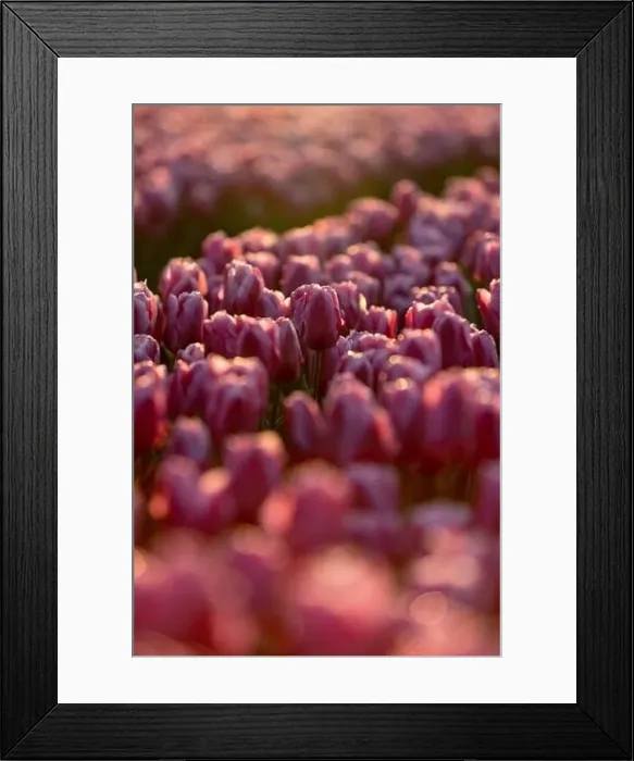 Framed Print : Pink tulips field with the sunlight. Famous beautiful flower bloom in spring day Framed Print : Pink tulips field with the sunlight. Famous beautiful flower bloom in spring day