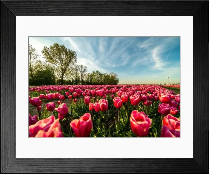 Framed Print : Red tulip fields in the dutch countryside, South Holland, the Netherlands Framed Print : Red tulip fields in the dutch countryside, South Holland, the Netherlands