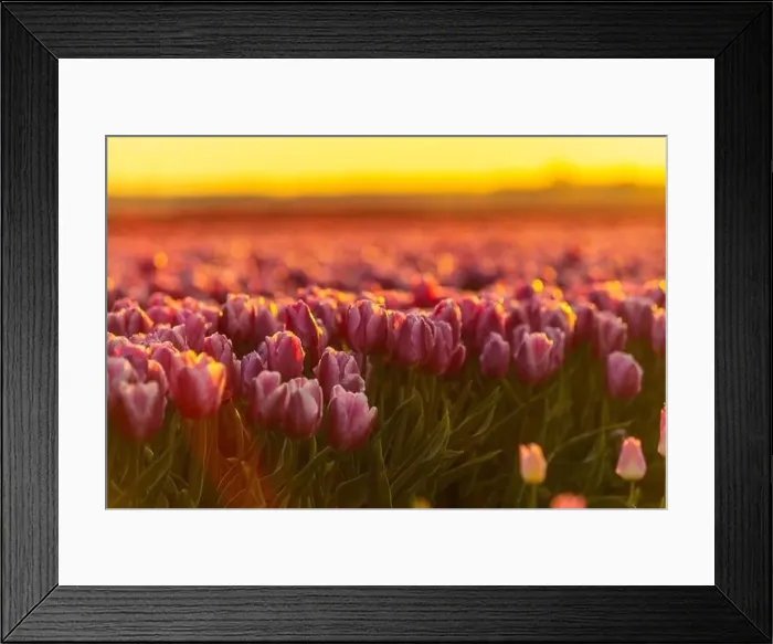 Framed Print : Tulip Flowers Production in Lisse, Netherlands
