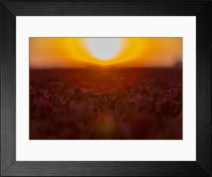 Framed Print : Fields of blooming red tulips at sunrise. Beautiful outdoor scenery in Netherlands, Europe Framed Print : Fields of blooming red tulips at sunrise. Beautiful outdoor scenery in Netherlands, Europe