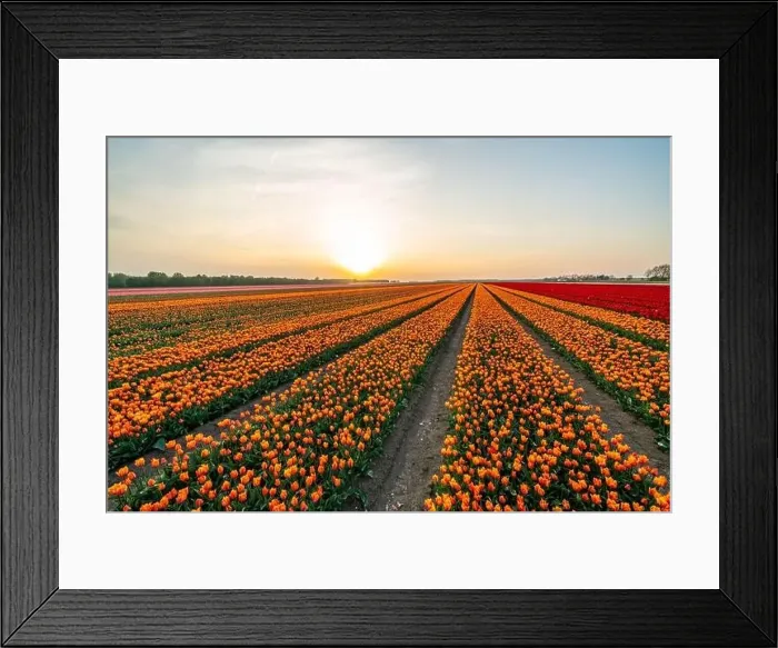 Framed Print : Colorful tulips during sunset, tulip fileds in the Netherlands Noordoostpolder Framed Print : Colorful tulips during sunset, tulip fileds in the Netherlands Noordoostpolder