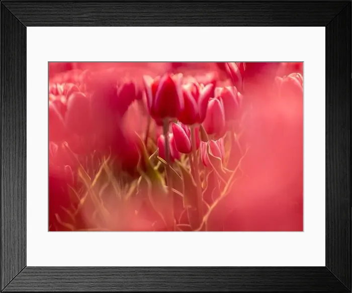 Framed Print : Pink tulips field with the sunlight. Famous beautiful flower bloom in spring day Framed Print : Pink tulips field with the sunlight. Famous beautiful flower bloom in spring day