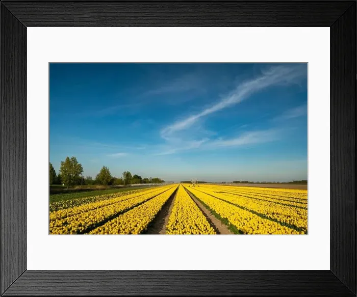 Framed Print : Scenic View Of Yellow Flowering Field Against Sky, Netherlands Framed Print : Scenic View Of Yellow Flowering Field Against Sky, Netherlands
