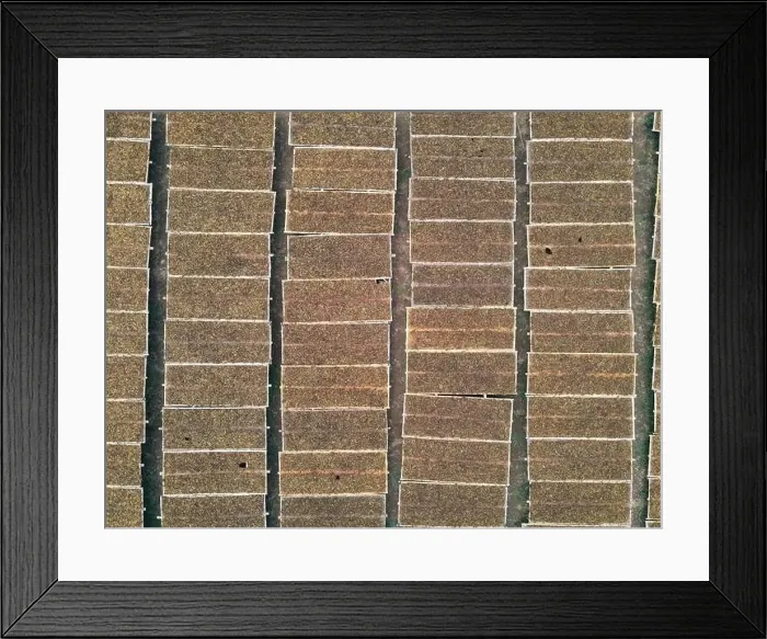 Framed Print : Aerial view of traditional drying tobacco in the field at Indonesia Framed Print : Aerial view of traditional drying tobacco in the field at Indonesia