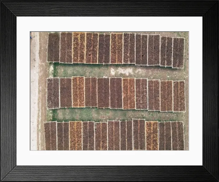 Framed Print : Aerial view of traditional drying tobacco in the field at Indonesia Framed Print : Aerial view of traditional drying tobacco in the field at Indonesia