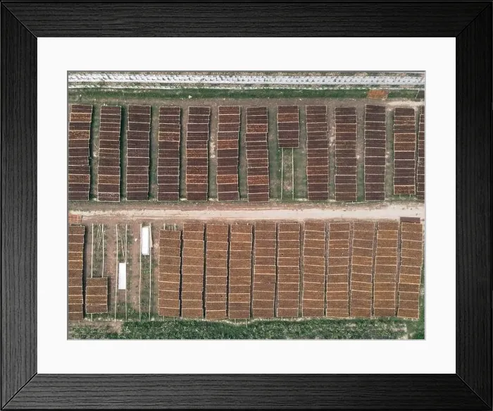 Framed Print : Aerial view of traditional drying tobacco in the field at Indonesia Framed Print : Aerial view of traditional drying tobacco in the field at Indonesia