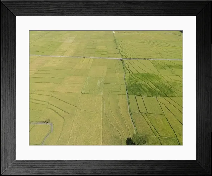 Framed Print : Aerial view of rice field with road in Pronosutan View, Kulon Progo, Yogyakarta Framed Print : Aerial view of rice field with road in Pronosutan View, Kulon Progo, Yogyakarta