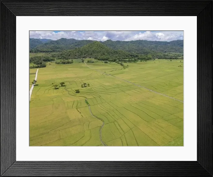 Framed Print : Aerial view of rice field with road in Pronosutan View, Kulon Progo, Yogyakarta Framed Print : Aerial view of rice field with road in Pronosutan View, Kulon Progo, Yogyakarta