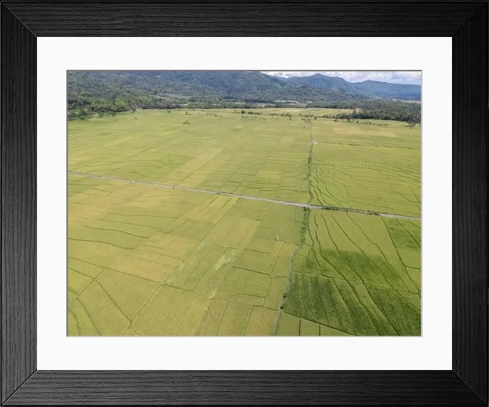 Framed Print : Aerial view of rice field with road in Pronosutan View, Kulon Progo, Yogyakarta Framed Print : Aerial view of rice field with road in Pronosutan View, Kulon Progo, Yogyakarta
