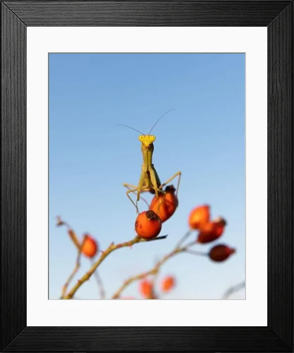 Framed Print : European Mantis religiosa or Praying Mantis on twig closeup. Macro shot. Insect photography Framed Print : European Mantis religiosa or Praying Mantis on twig closeup. Macro shot. Insect photography